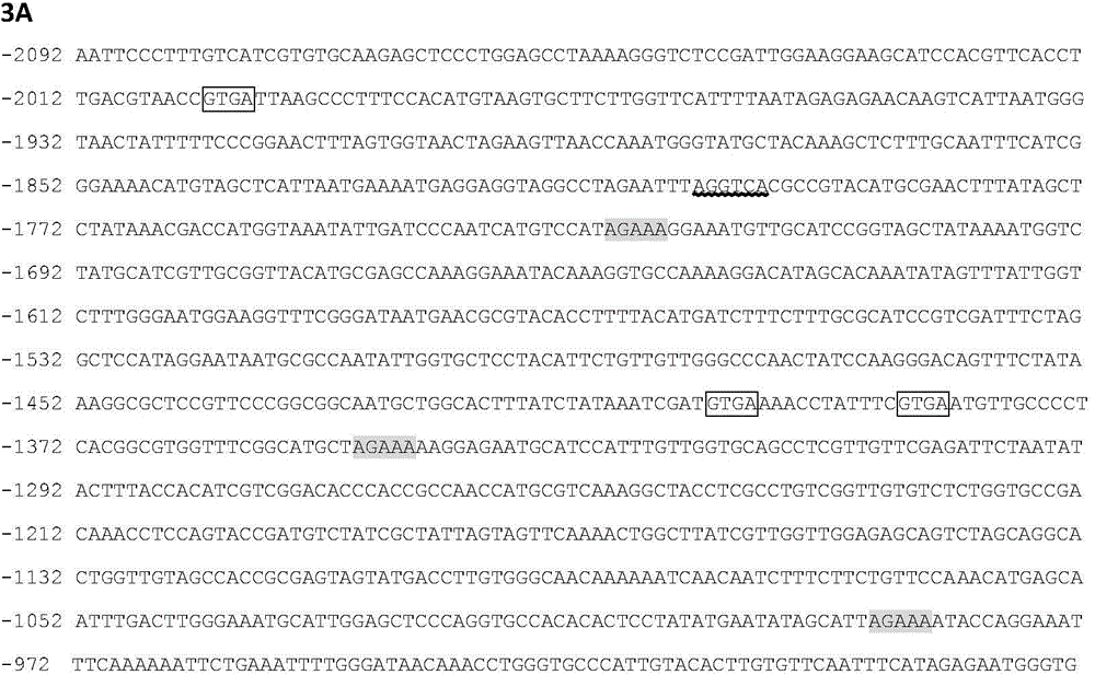 Identification and applications of plant anther-specific expression promoter pTaASG033