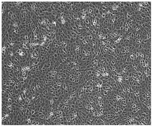 A method for domesticating vero cells suitable for serum-free culture system and its application