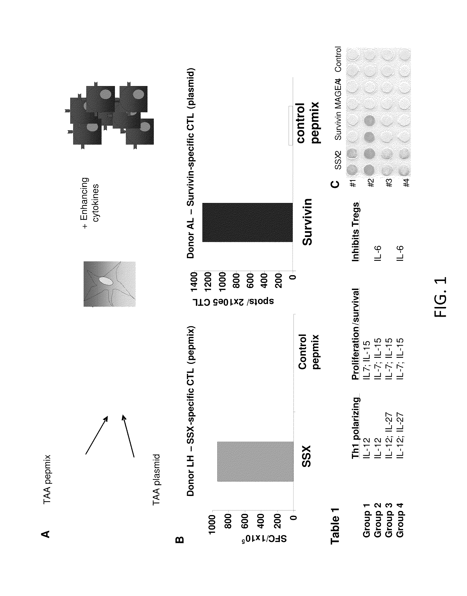 Generation of ctl lines with specificity against multiple tumor antigens or multiple viruses