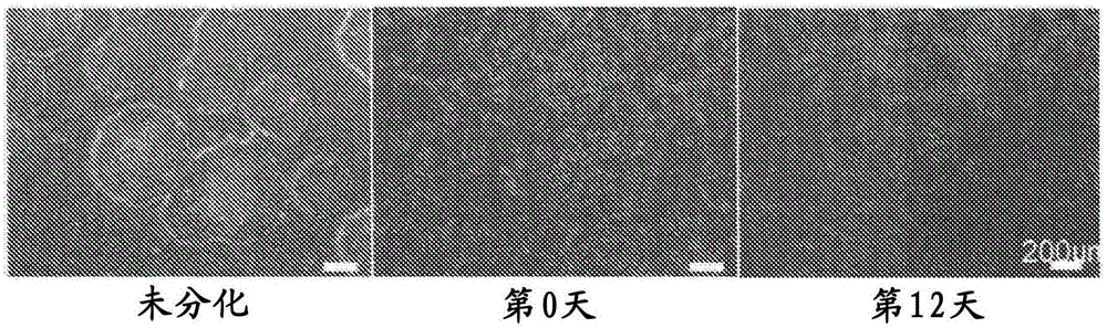 New method for inducing dopamine-producing neural precursor cells