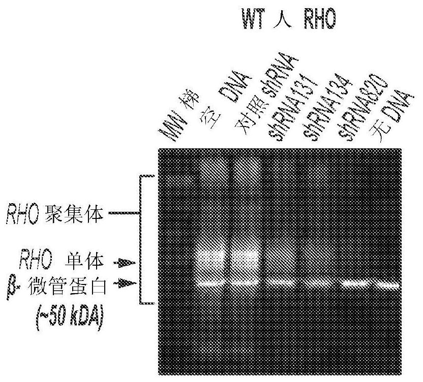 Compositions and methods for treatment of dominant retinitis pigmentosa