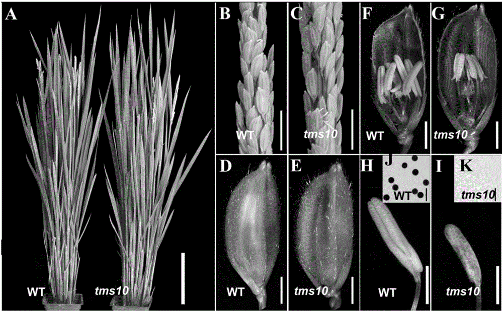 Application of paddy rice temperature sensitive male sterility gene TMS10 and fertility restoration method