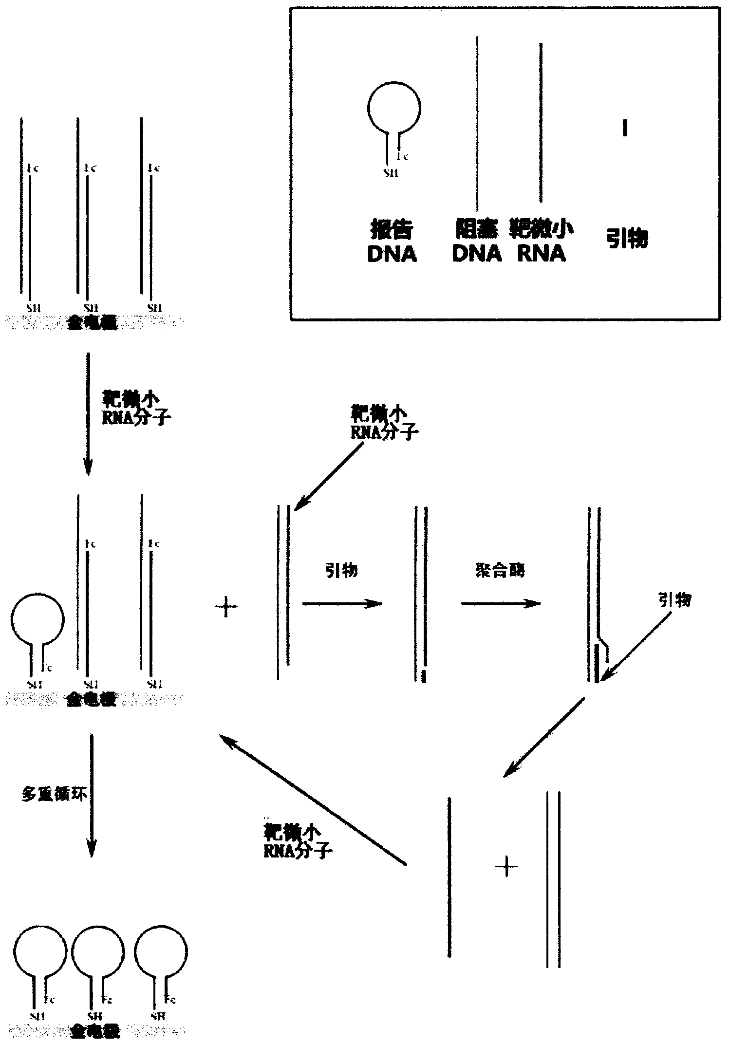 Electrochemical detection method of micro ribonucleic acid