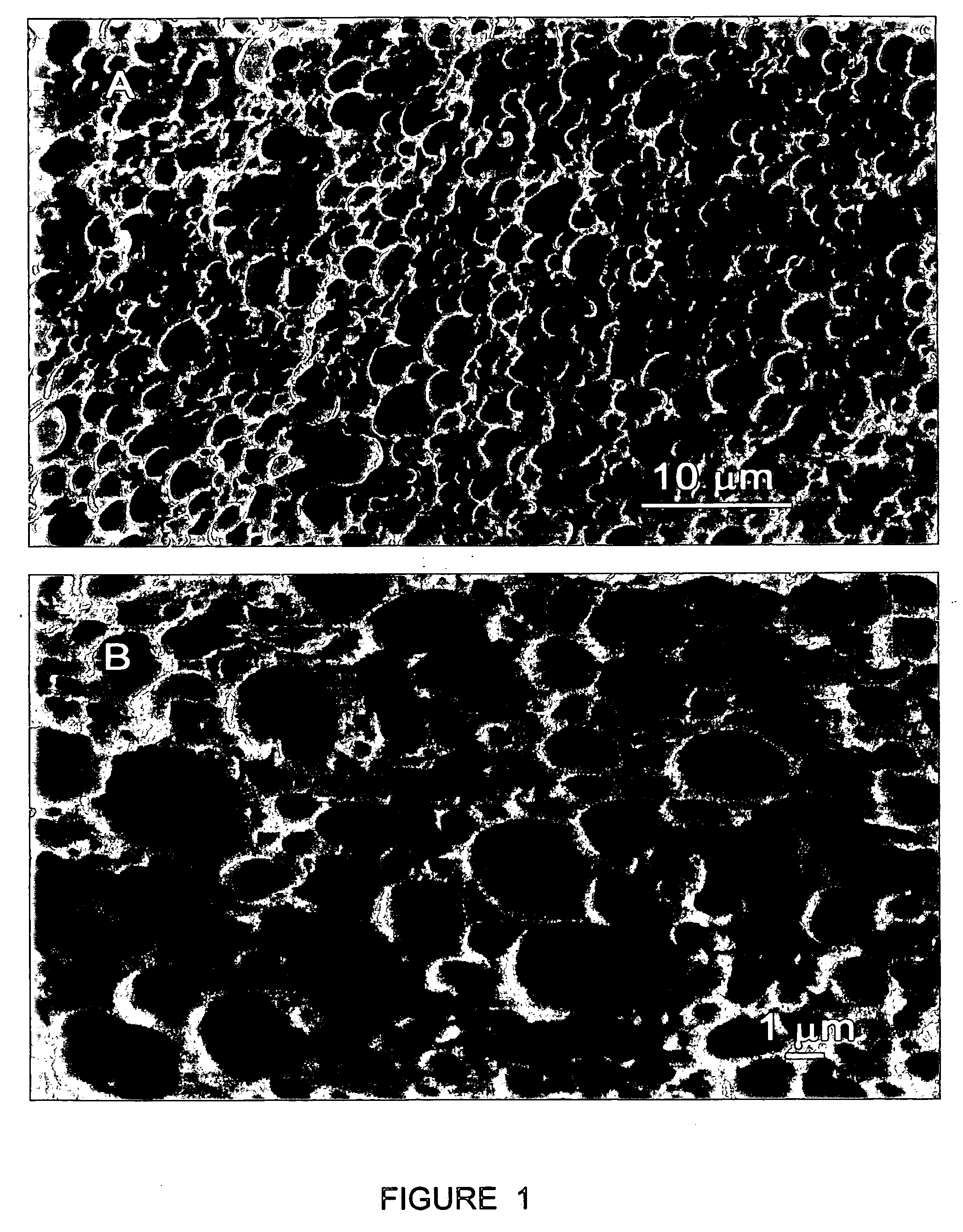 Aqueous starch-oil dispersions having improved UV stability and absorbing ability