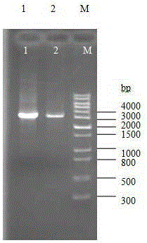 Method for improving bacillus subtilis strain