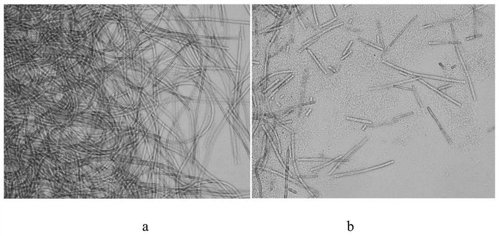 Streptomyces amritsarensis and its application