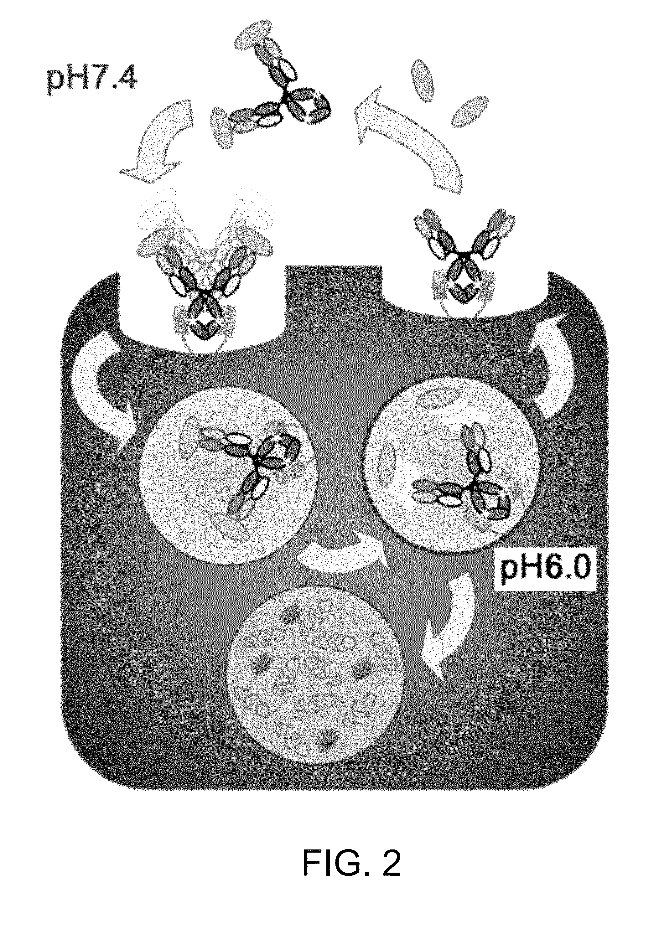 Antigen-binding molecule for eliminating aggregated antigens