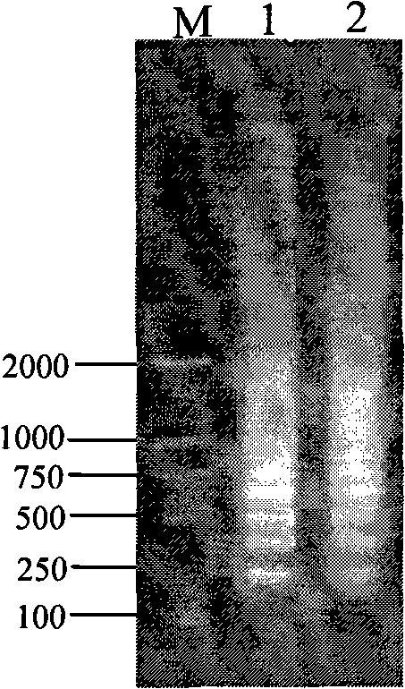 Rapid detection method of chicken infectious anemia virus and kit