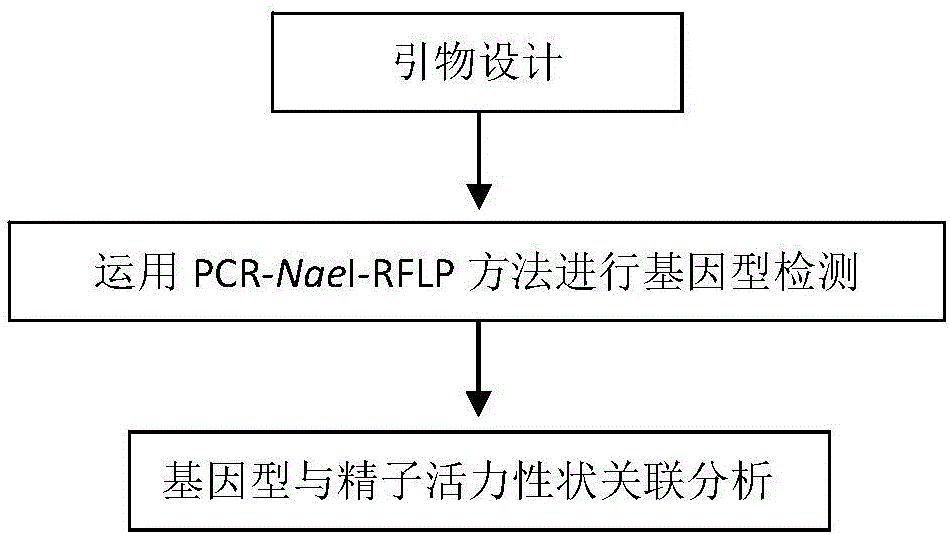 Molecular marker related to sperm activity character of boar and application