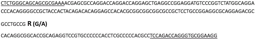 Molecular marker related to sperm activity character of boar and application