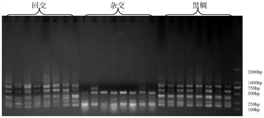 Molecular marker method for identifying hybrid offspring of black sea bream and red sea bream by using ISSR (inter-simple sequence repeat) primer