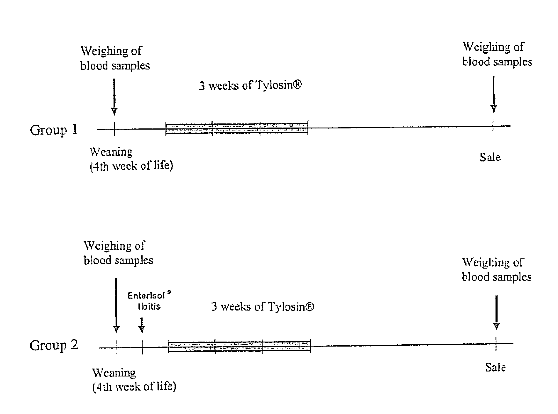 Method of preventing early Lawsonia intracellularis infections