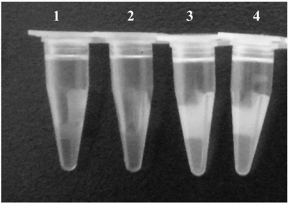 Loop-mediated isothermal amplification kit for detecting chicken rhinitis haemophilus paragallinarum and detection method of loop-mediated isothermal amplification kit