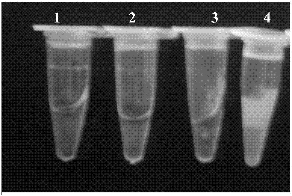 Loop-mediated isothermal amplification kit for detecting chicken rhinitis haemophilus paragallinarum and detection method of loop-mediated isothermal amplification kit