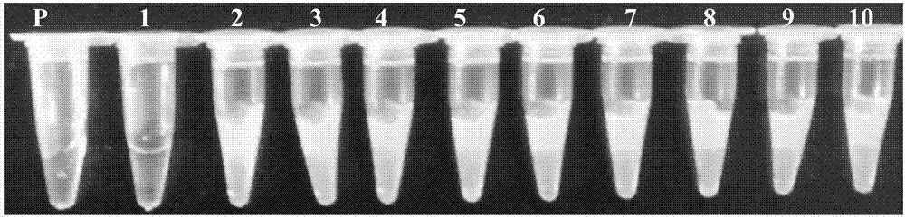 Loop-mediated isothermal amplification kit for detecting chicken rhinitis haemophilus paragallinarum and detection method of loop-mediated isothermal amplification kit