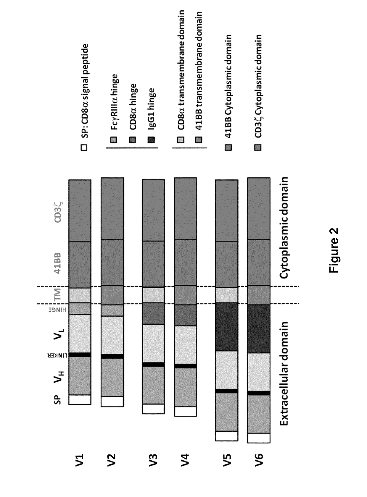 EGFRvIII Specific Chimeric Antigen Receptor For Cancer Immunotherapy