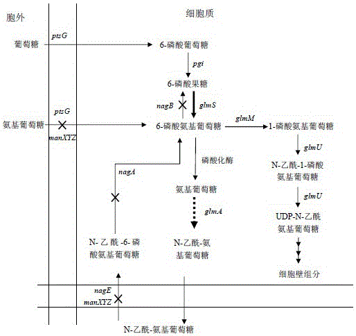 Construction and application method of a high-yielding n-acetylglucosamine Escherichia coli