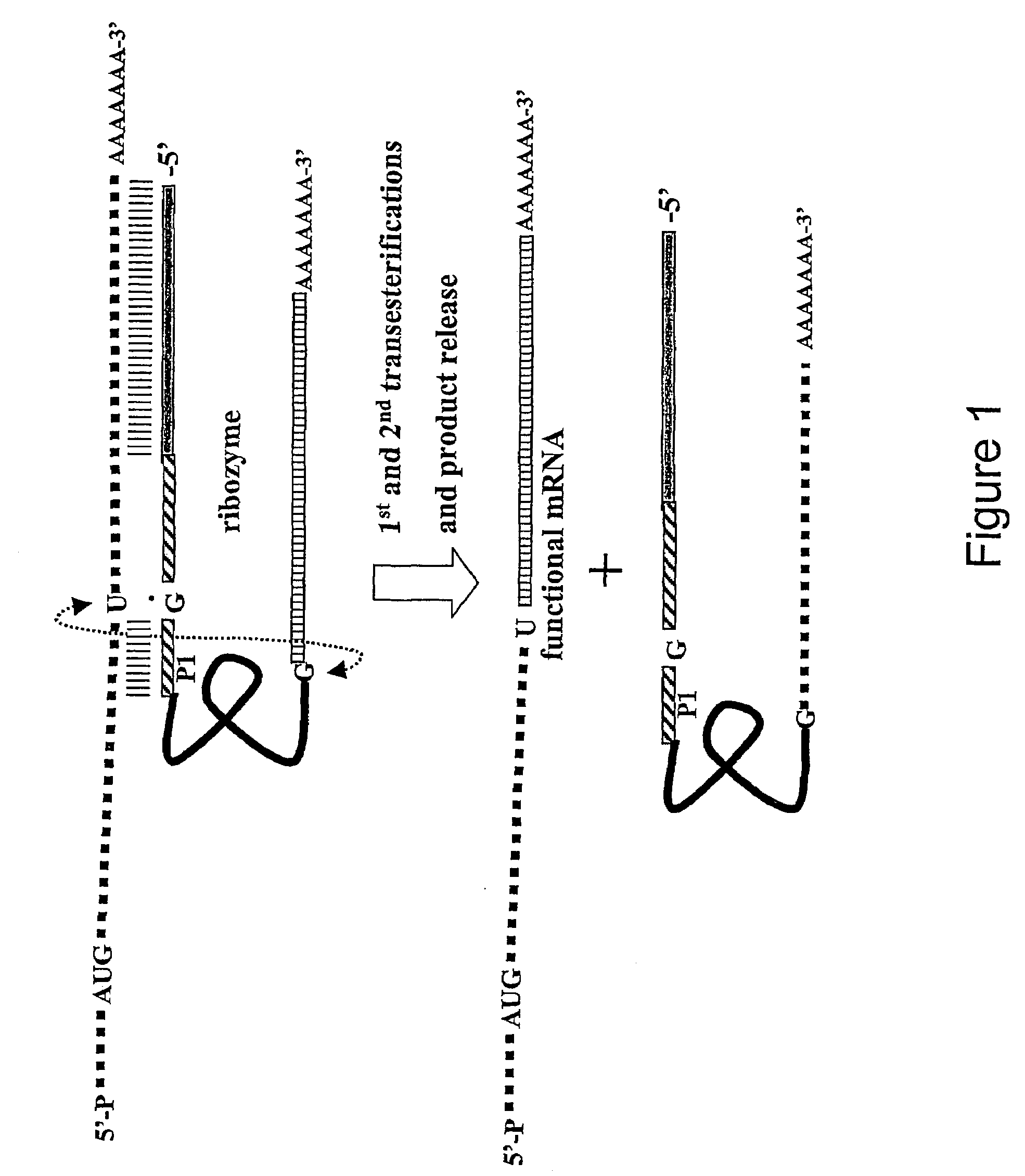 Process of producing environmentally safe transgenic organisms