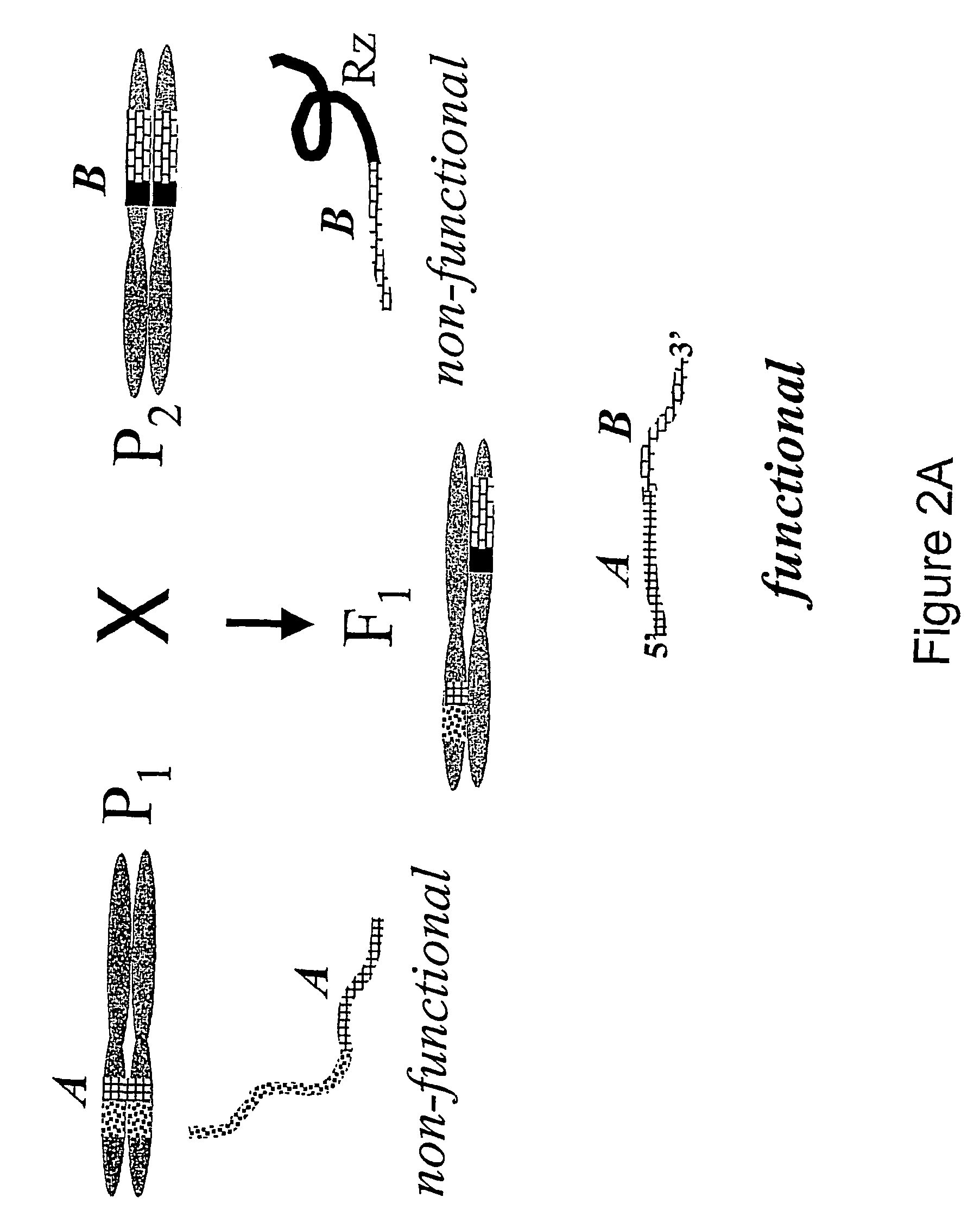 Process of producing environmentally safe transgenic organisms