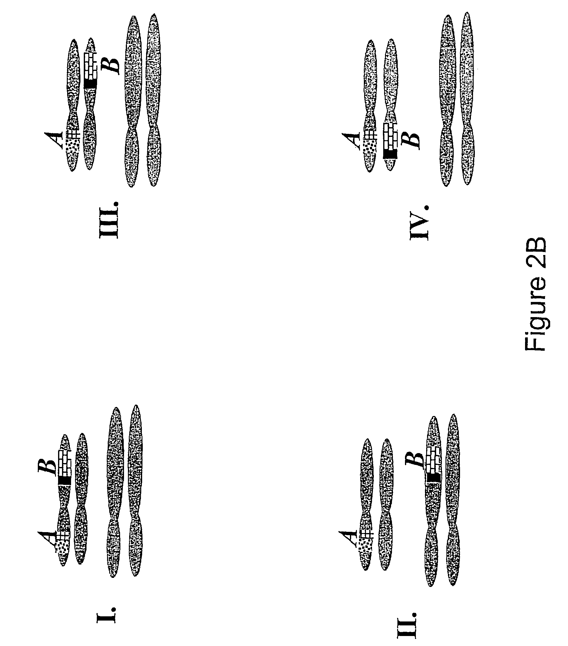 Process of producing environmentally safe transgenic organisms