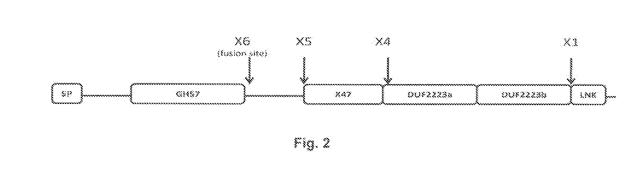 Pullulanase Variants and Uses Thereof