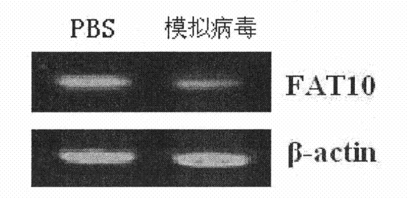 FAT10 gene siRNA recombination analogue virus as well as preparation method and application thereof