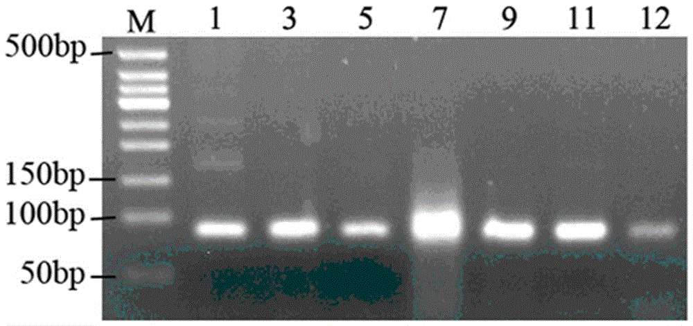 Aeromonas hydrophila aptamer and its screening method and application