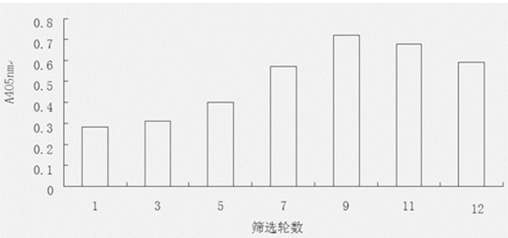 Aeromonas hydrophila aptamer and its screening method and application