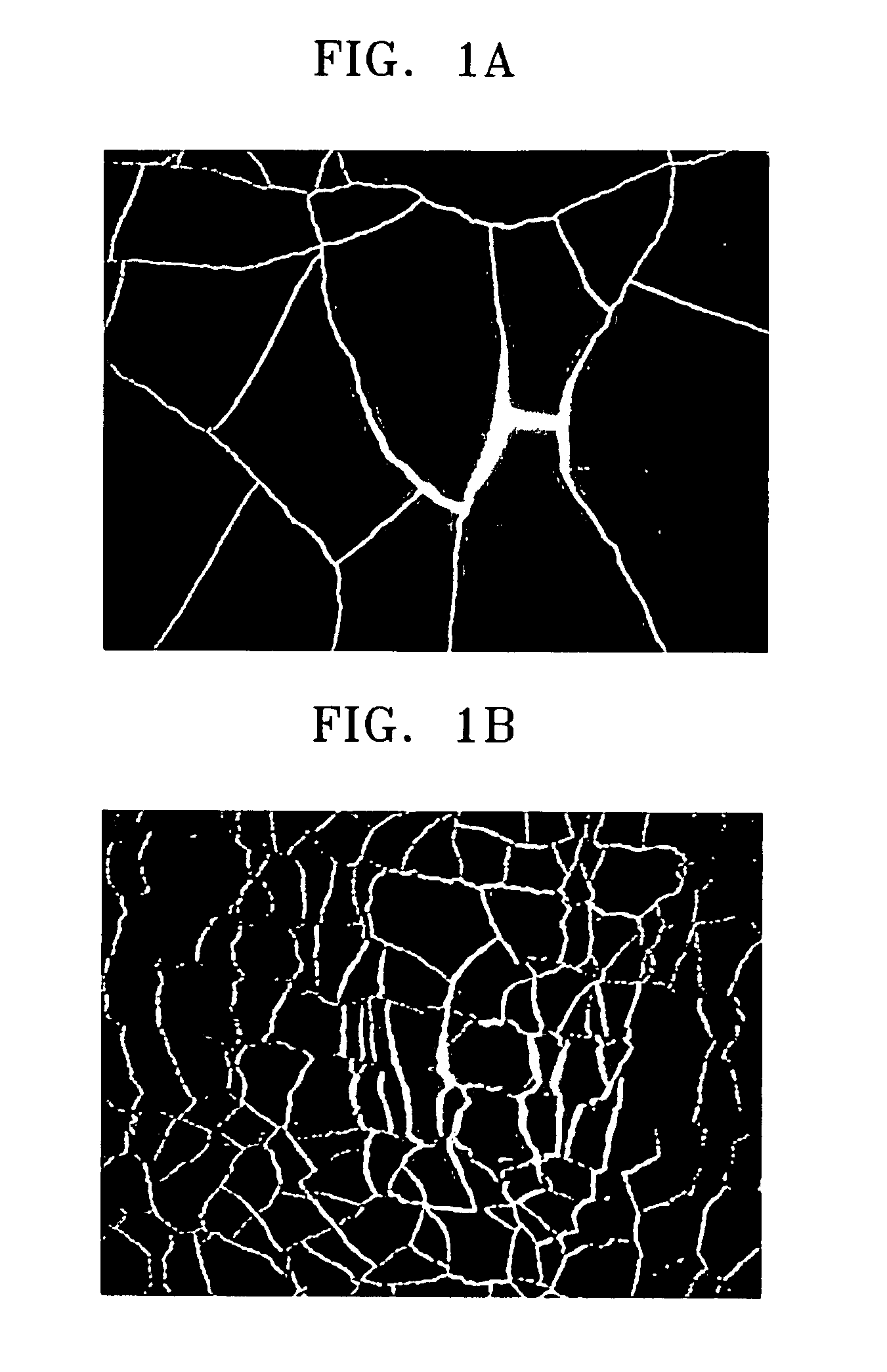 Catalyst coated electrolyte membrane, fuel cell including the same, method of preparing the catalyst coated electrolyte membrane