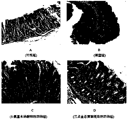 Application of desmodium triflorum herb total flavonoid extract in preparation of drugs for preventing/treating ulcerative colitis