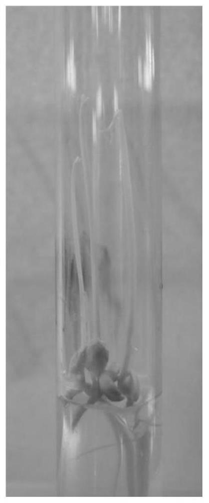 Test tube culture method of citrus huanglongbing pathogenic bacteria