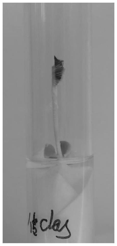 Test tube culture method of citrus huanglongbing pathogenic bacteria