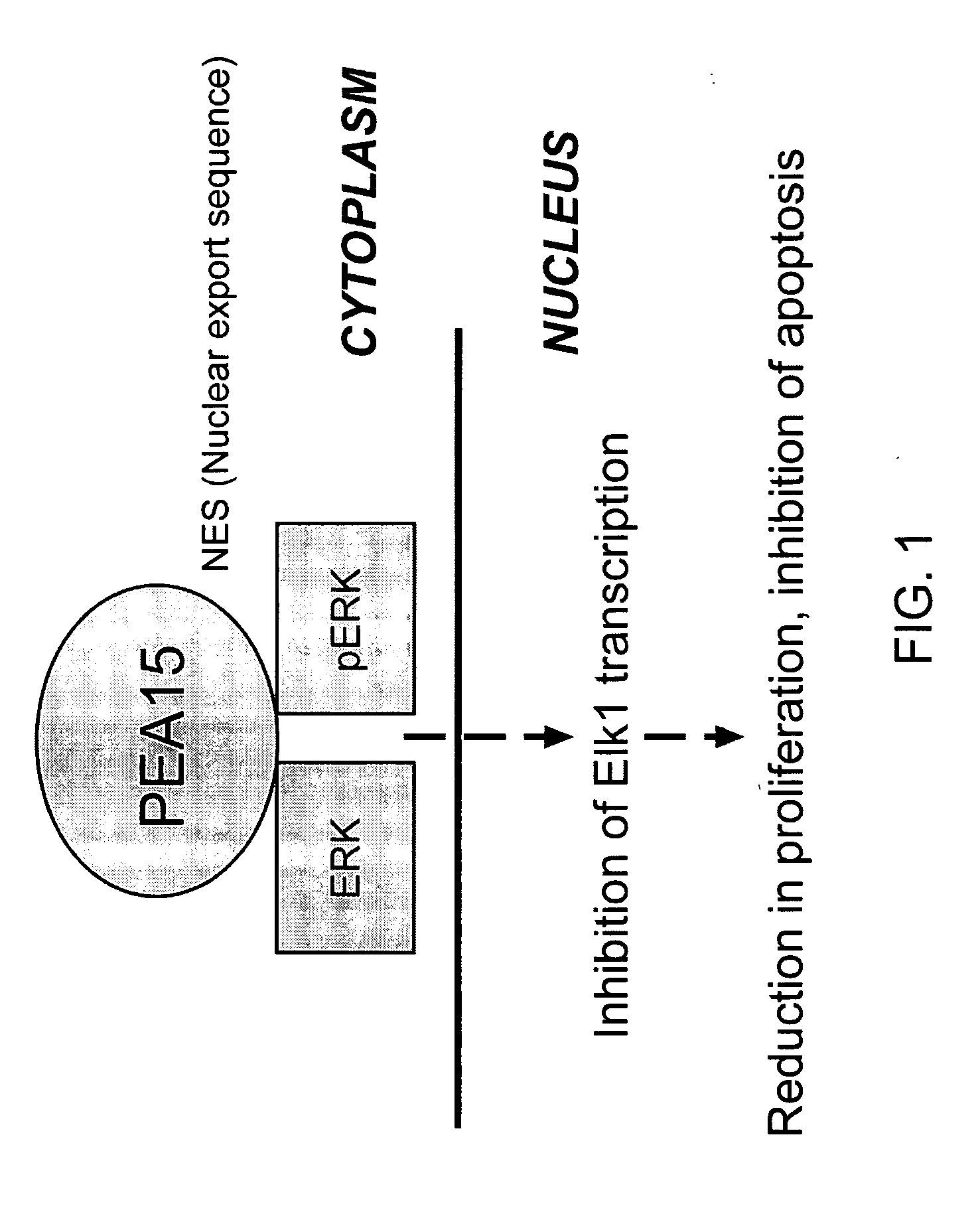 Pea15 as a Tumor Suppressor Gene