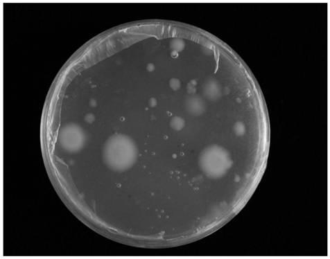 Method for constructing aspergillus oryzae transgenic system taking phleomycin as screening marker/GFP (Green fluorescent protein) as reporter gene