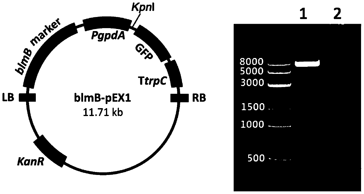 Method for constructing aspergillus oryzae transgenic system taking phleomycin as screening marker/GFP (Green fluorescent protein) as reporter gene