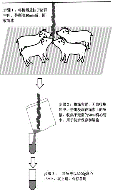 Method for detecting pseudorabies virus ge protein specific antibody in pig saliva