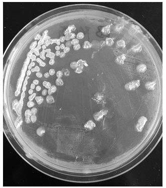 Bacillus siamensis capable of degrading grease and application of bacillus siamensis in grease-containing wastewater