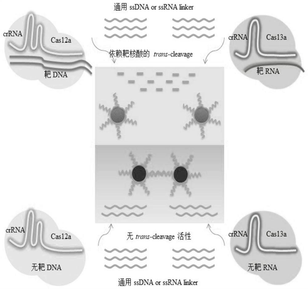 General colorimetric nucleic acid detection method based on CRISPR/Cas system, kit and application