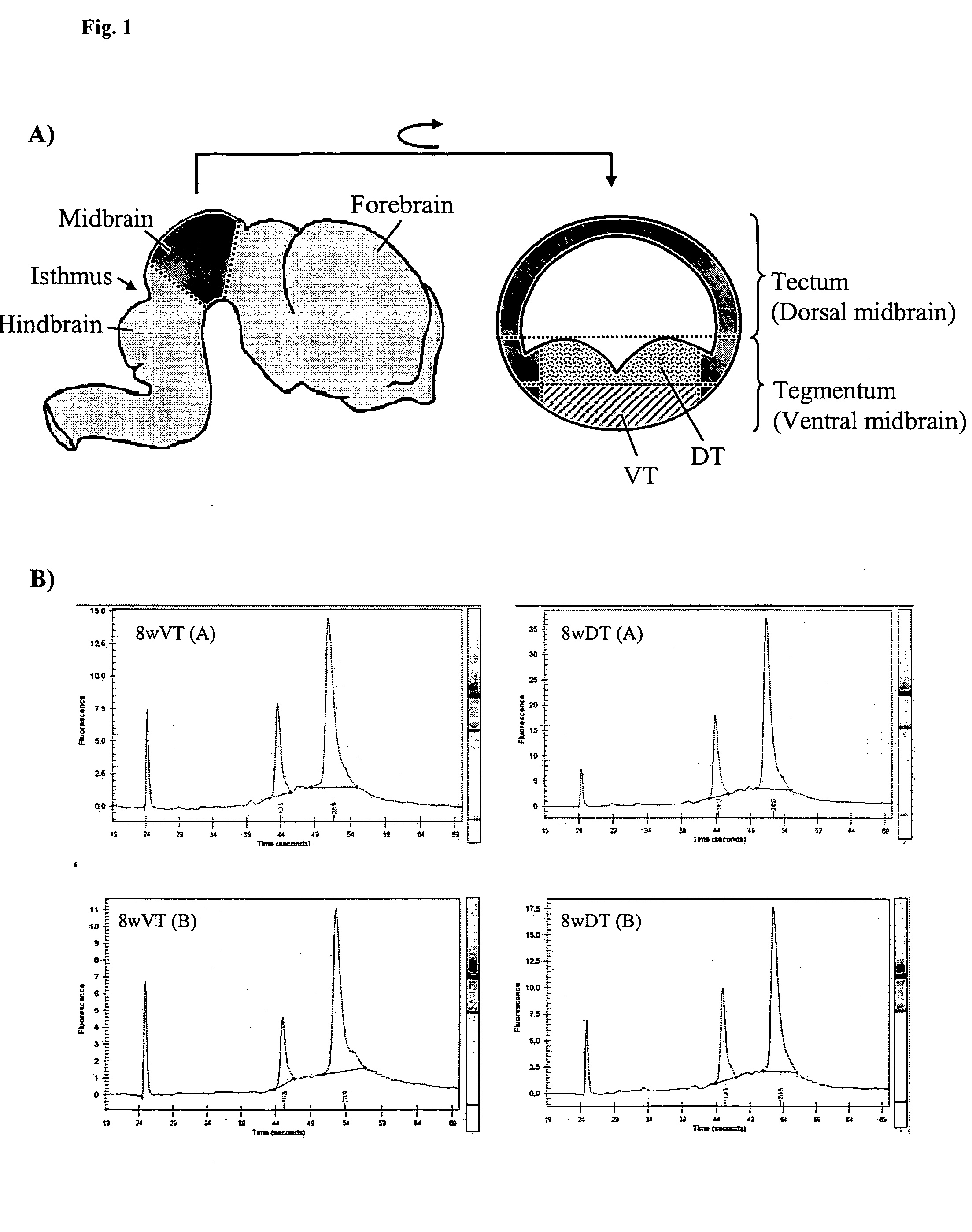 Novel genes regulated in the developing human ventral mesencephalon