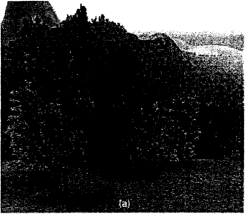 Method for rapidly simplifying and drawing complex leaf