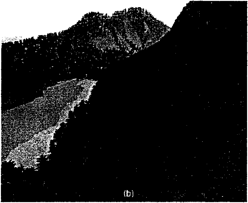 Method for rapidly simplifying and drawing complex leaf