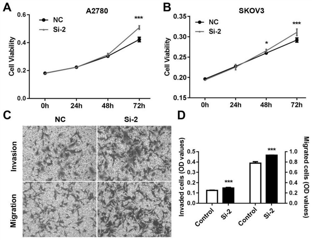 Application of rfpl1s-201 in the preparation of drugs for inhibiting proliferation, invasion and/or metastasis of ovarian cancer