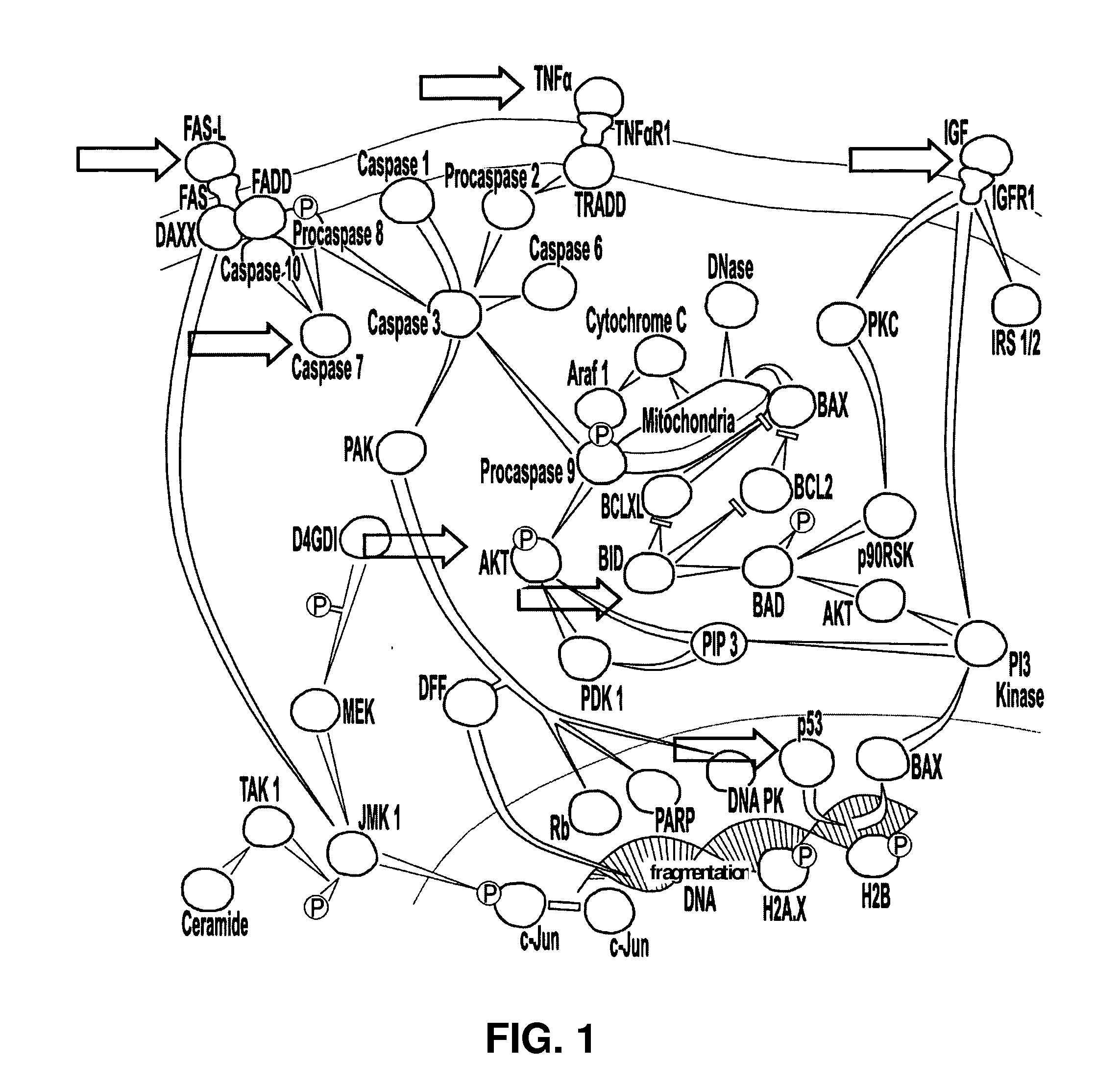 Preparation of stem cells with reprogrammed cell signalling, a method of producing the preparation and a method of use thereof