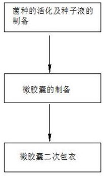 Preparation method of bifidobacterium microcapsules based on endogenous emulsification