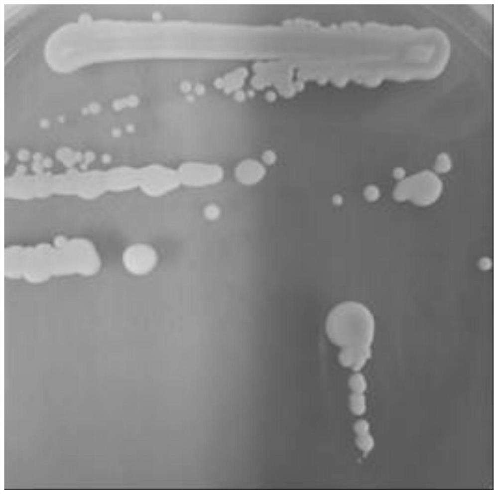 Saccharomyces cerevisiae ZB421 and application thereof