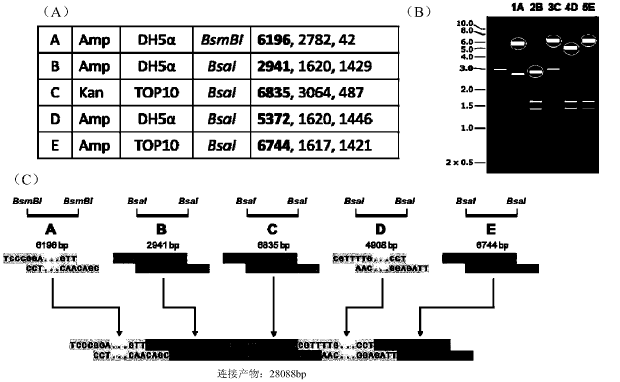 Infectious bronchitis virus with mutation of glycosylation site of M protein and preparation method and application thereof