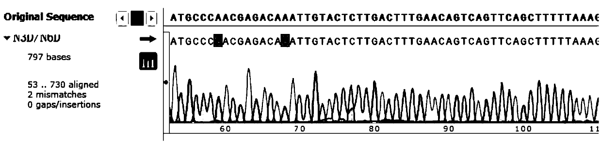 Infectious bronchitis virus with mutation of glycosylation site of M protein and preparation method and application thereof