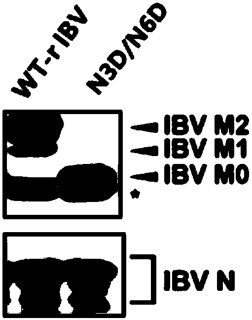 Infectious bronchitis virus with mutation of glycosylation site of M protein and preparation method and application thereof