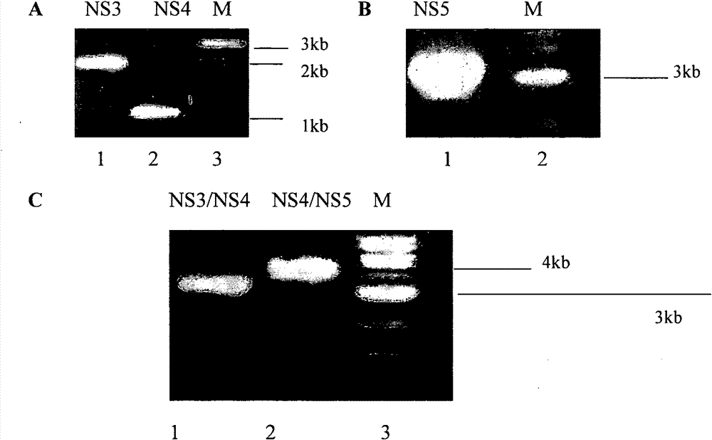 An anti-hcv vaccine and preparation methods and uses thereof