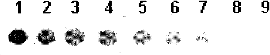 DNA (deoxyribose nucleic acid) probe and gene chip for detecting rhizomucor pusillus and applications thereof